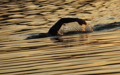 Rehabilitación de Hombro: Guía Basada en Evidencia Científica
